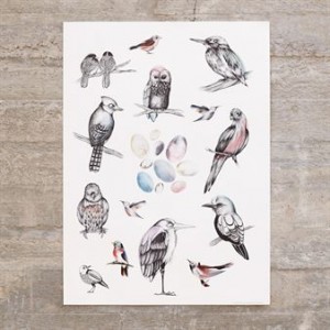 Birds poster
