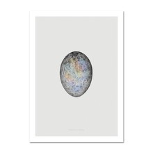 Paper Collective - Translucent Egg With Spectrum Skull